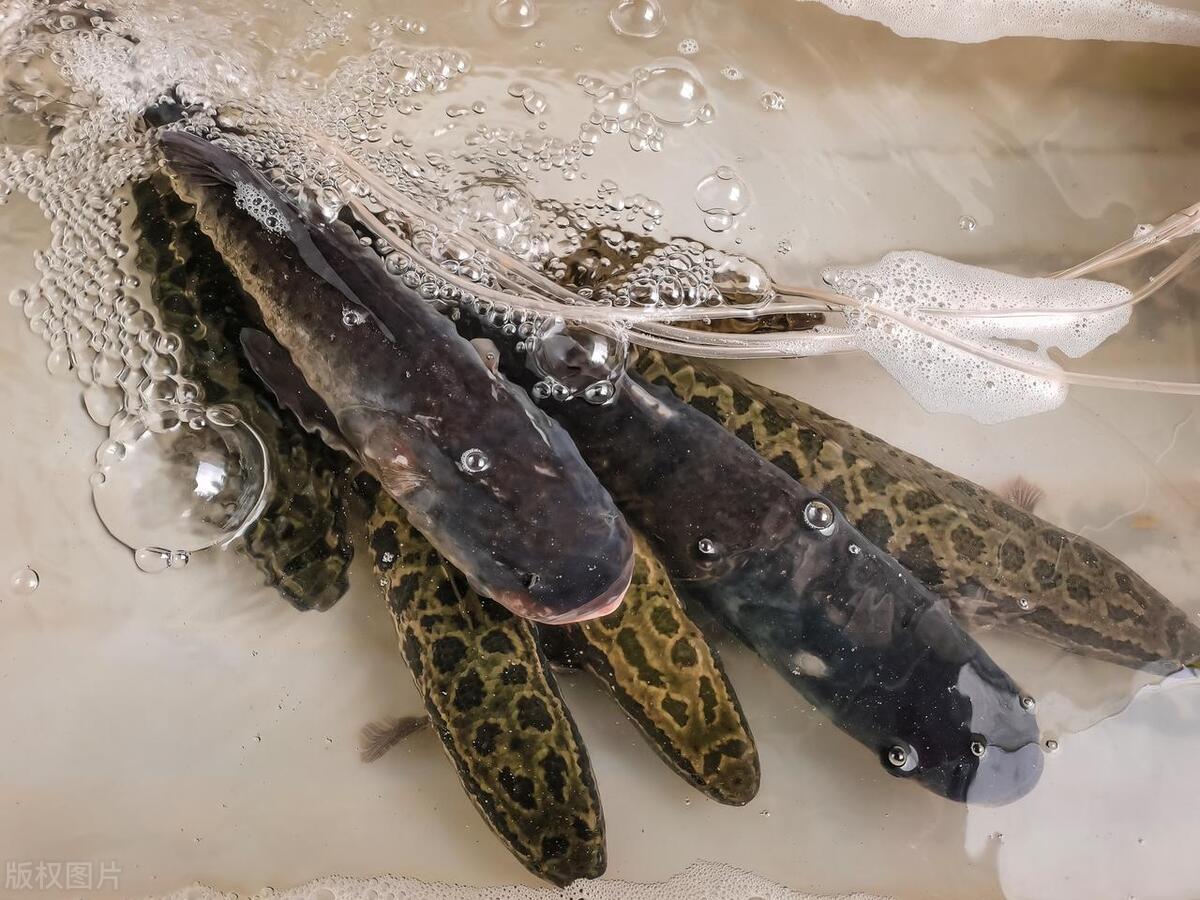 钓黑鱼刺鱼技巧,教你怎么打黑鱼