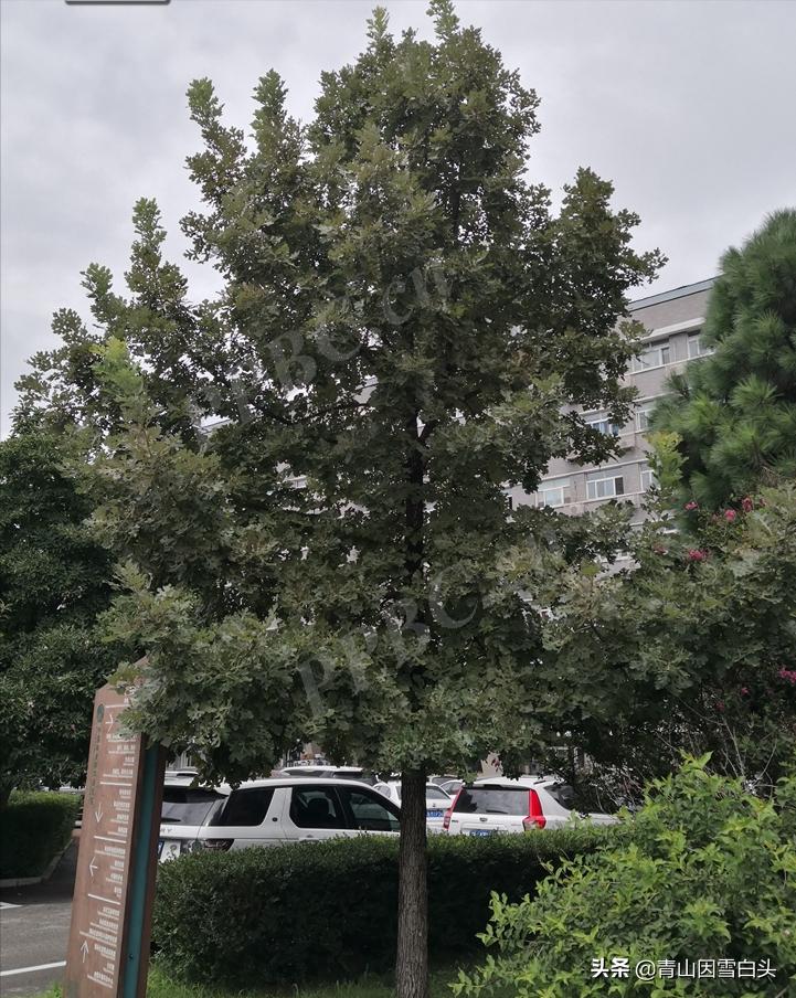 种树经济价值,种树前景如何发展