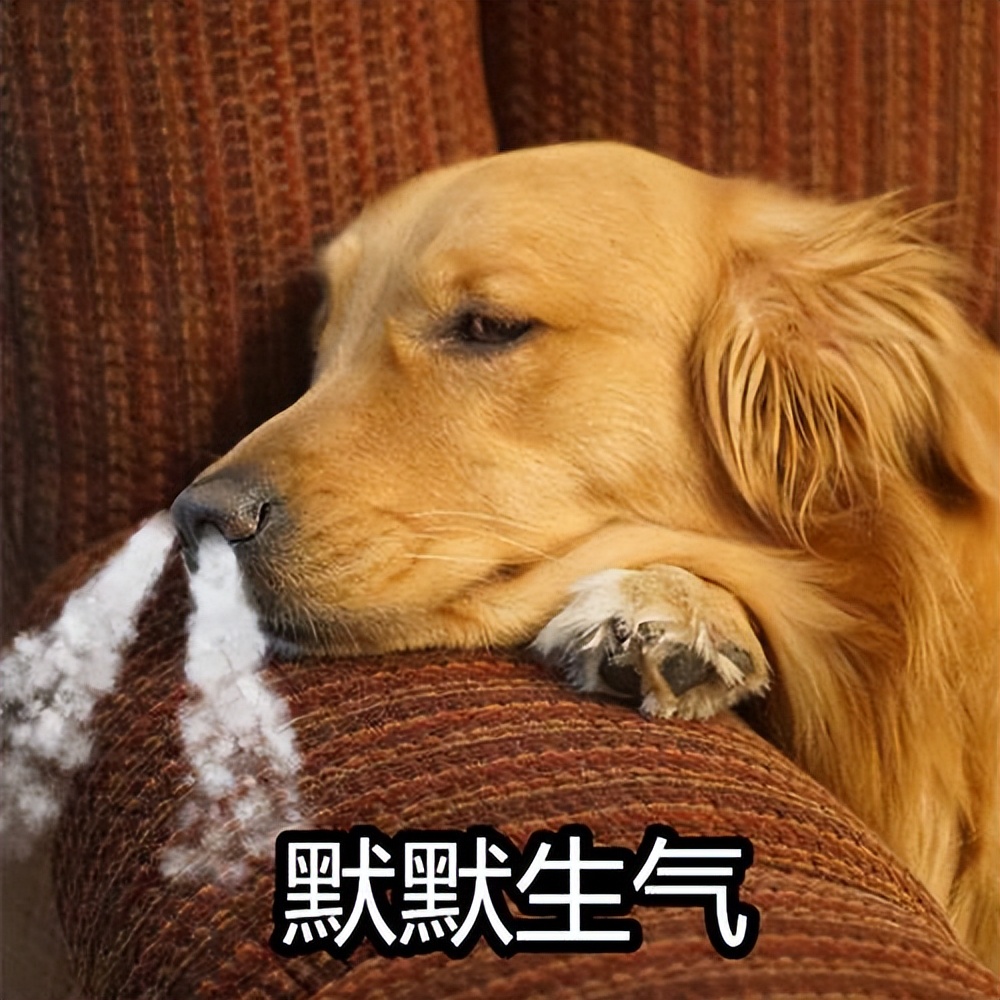 激怒狗子的方法找到了！最后一招最管用！