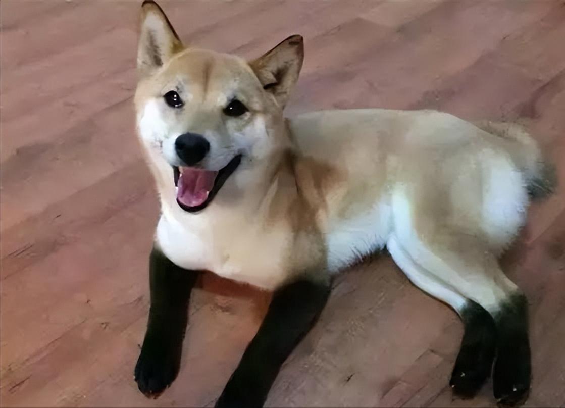 狗子毛色发亮,狗子毛色发红