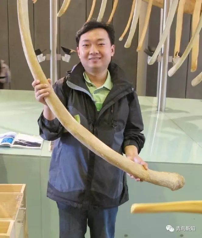 世界上最罕见的动物之勺嘴鹬,勺嘴鹬是不是濒危动物