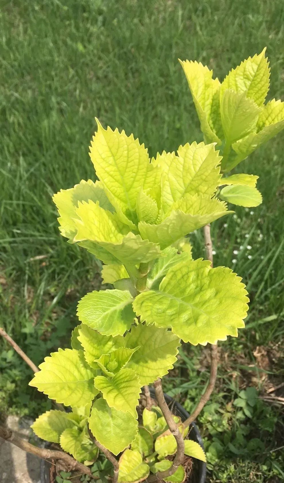 绣球花期一般多久,绣球花期后什么时候修剪