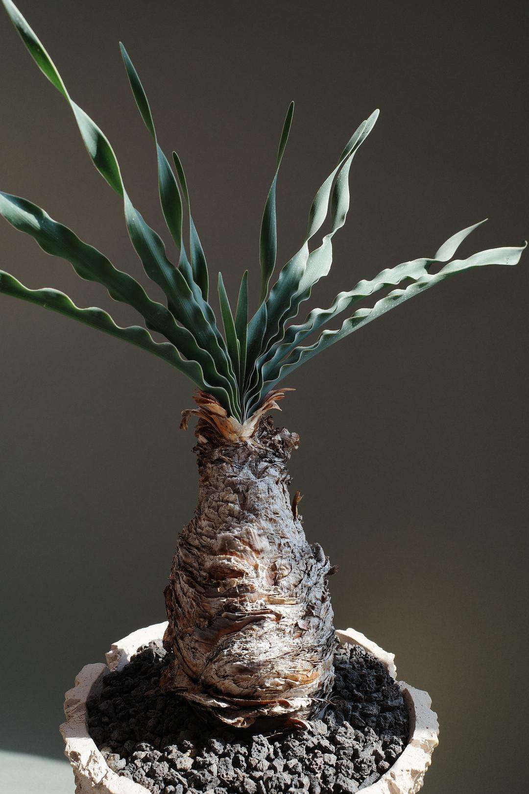 8种多肉太上头，外形独特又可爱，让人直呼太有趣了