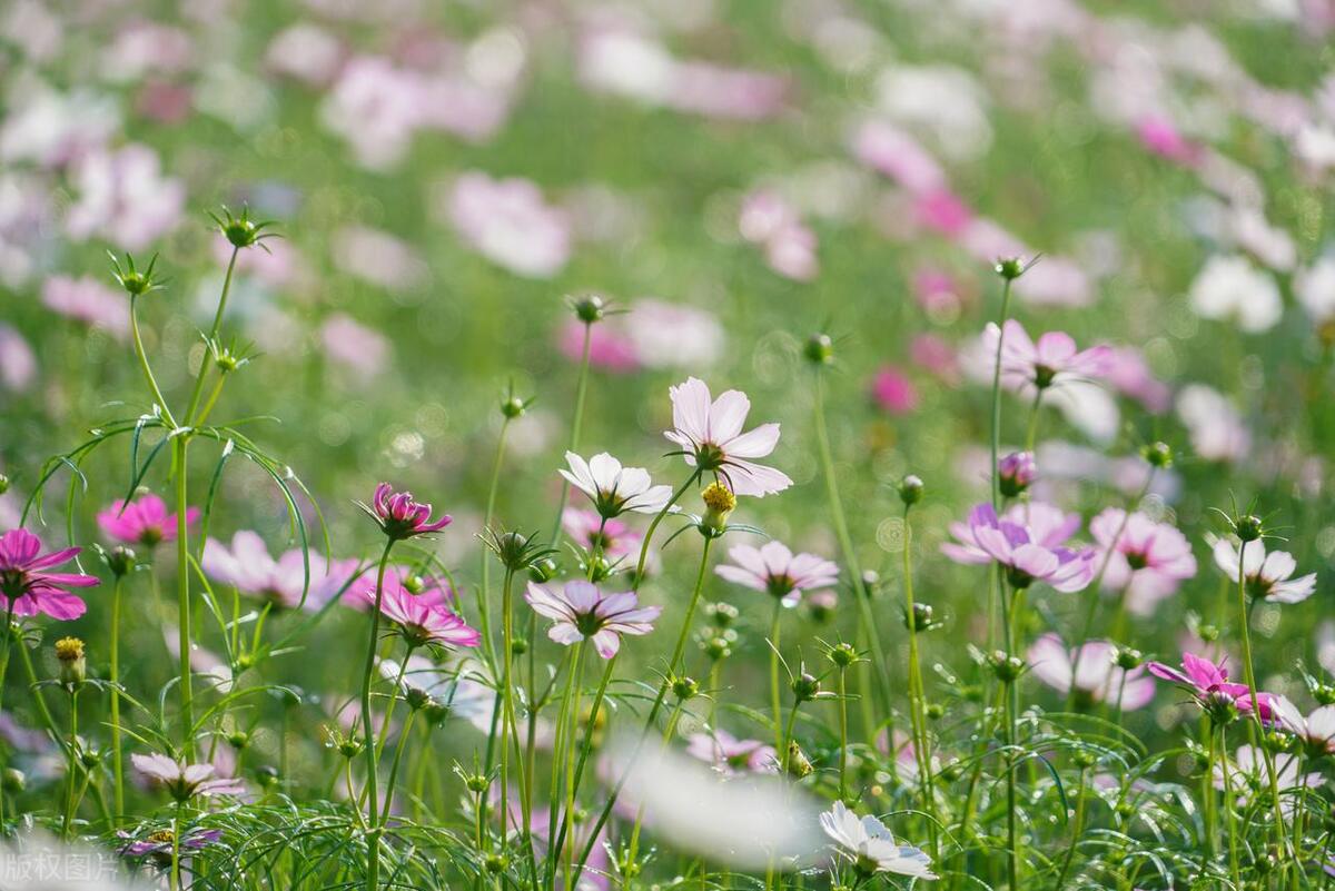 反诈电话提醒是真是假,电话智能反诈功能