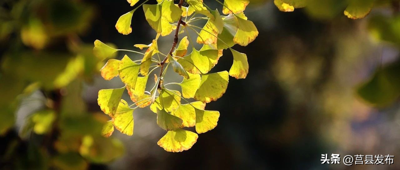 刘勰故里日照,日照历史名人刘勰