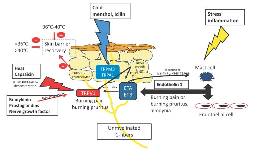 舒缓功效的成分,舒缓功效测试