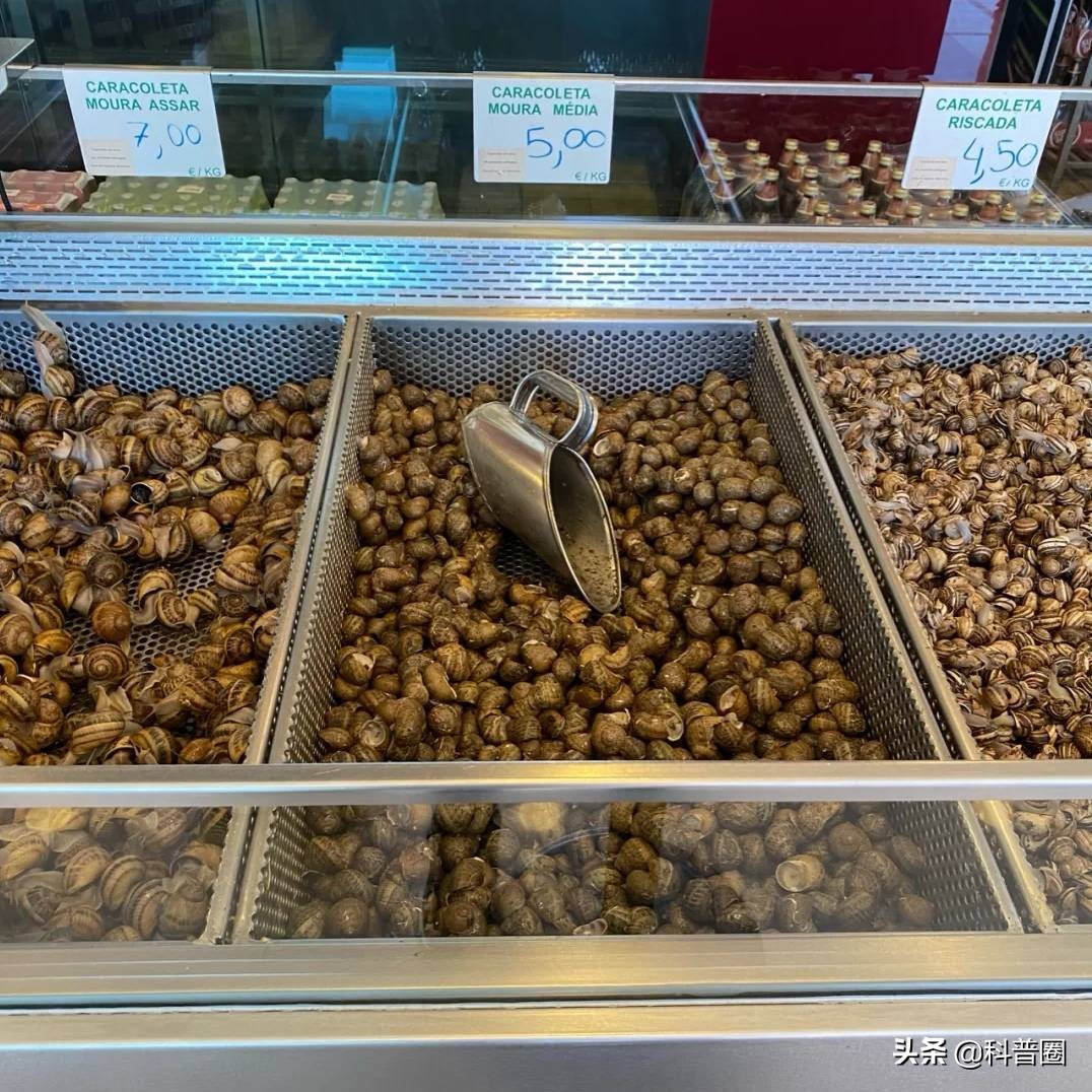 法国大蜗牛多少钱一斤,为什么只有法国的蜗牛可以吃