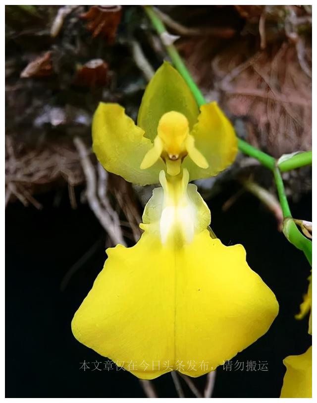 500种最美鲜花,40余种奇异的鲜花欣赏