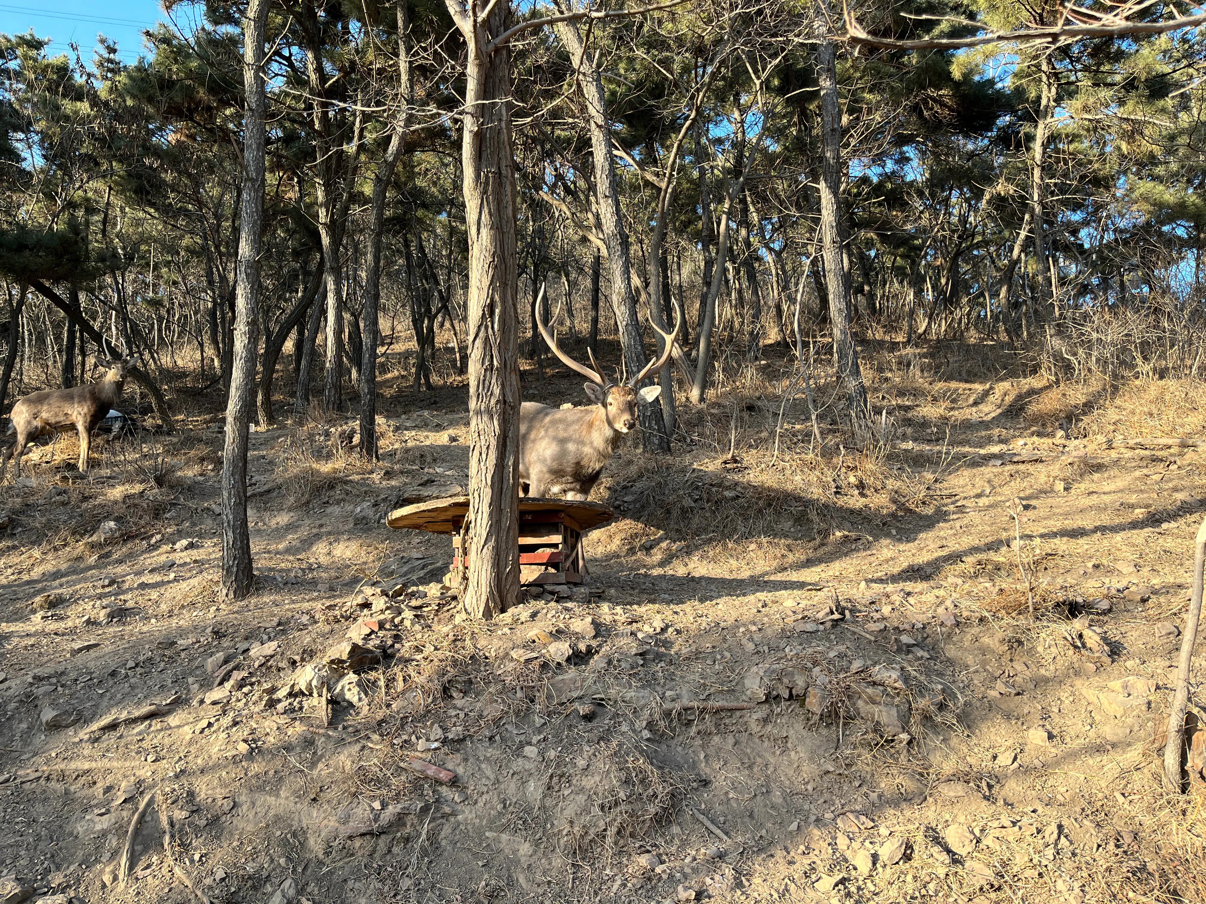 大连渤海旅游攻略最新,北国之春大连旅游攻略