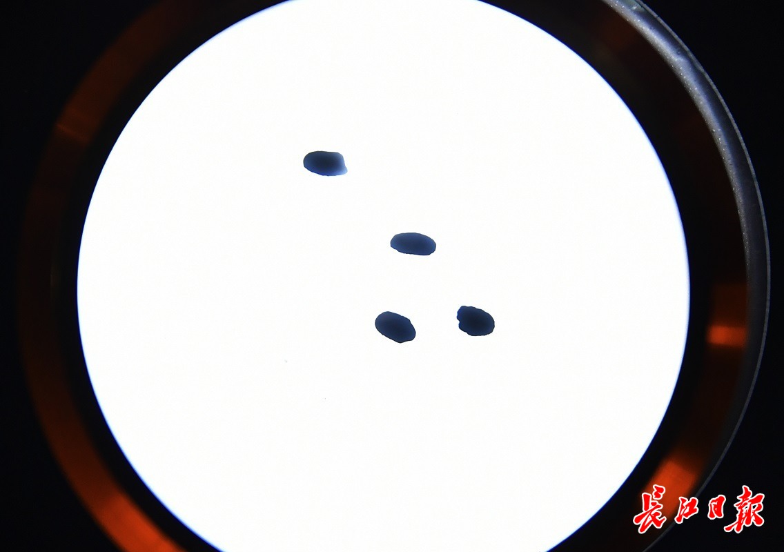 “油教授”何东平：将每一粒米都“榨干”，为国产食用油“加油”