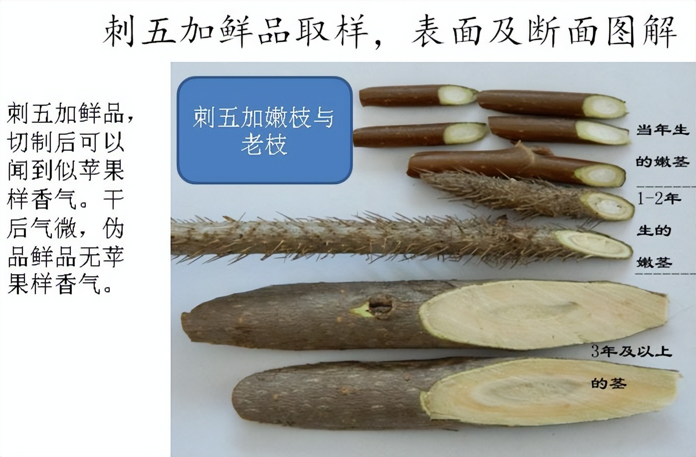 刺五加植物的识别方法,带你识别白薇