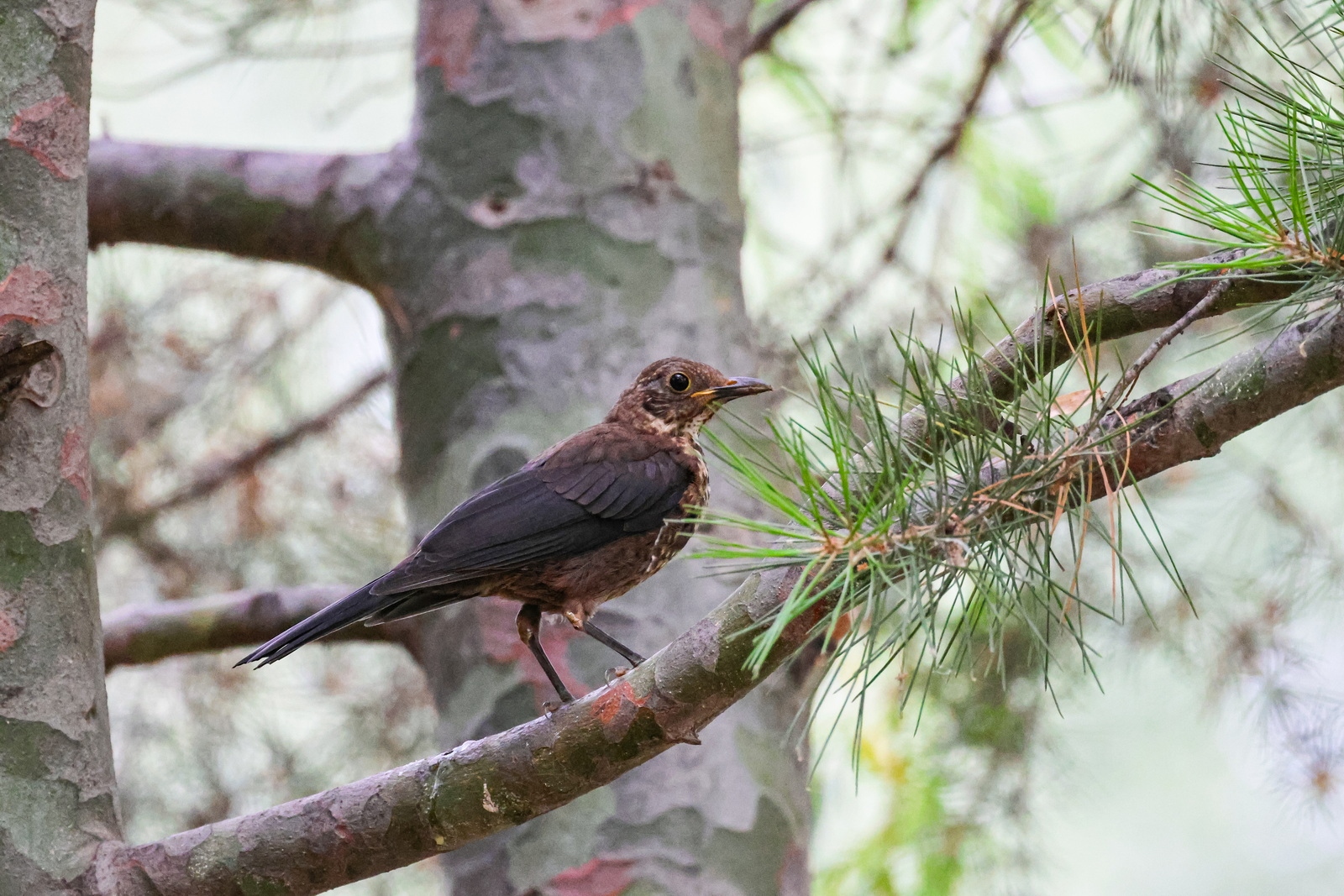 佳能eosr7目前值得买吗,佳能eosr7优缺点