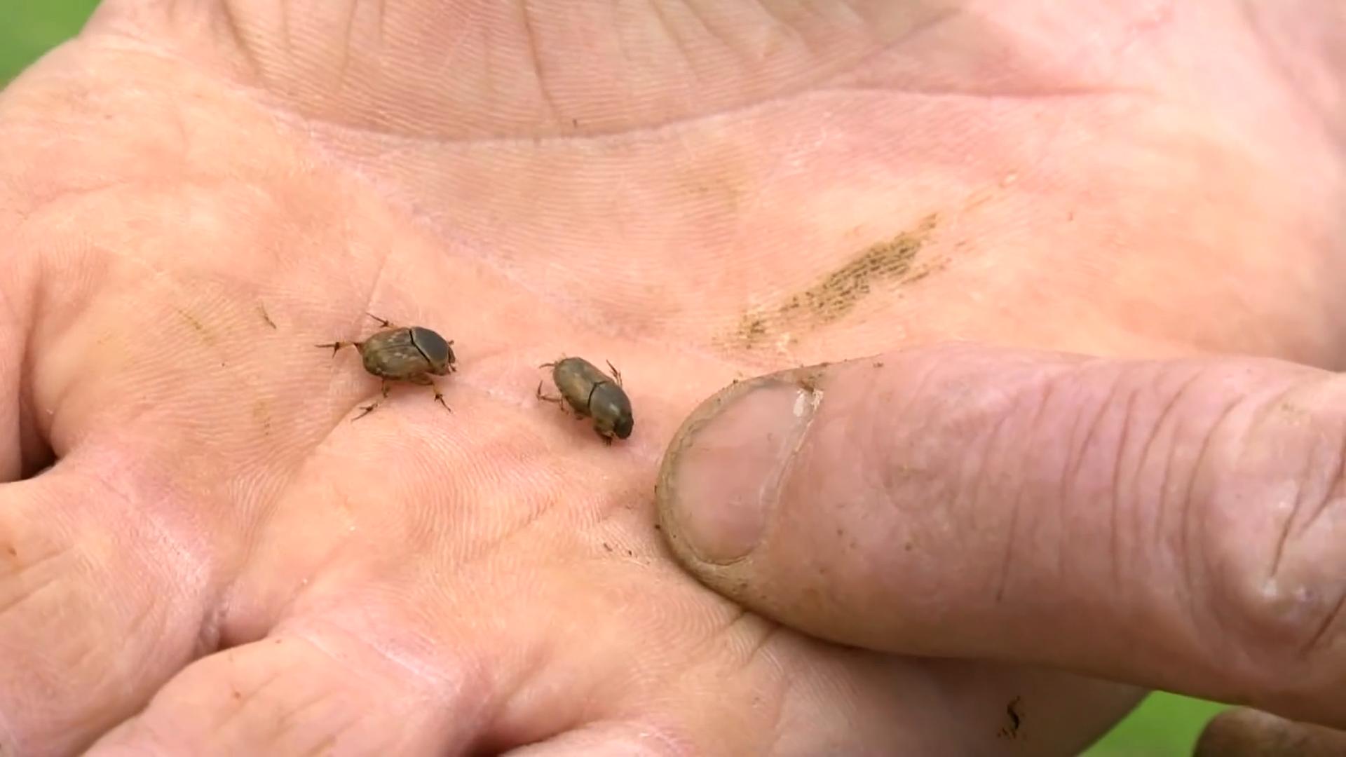 中国屎壳郎为什么备受澳洲欢迎,收购野生屎壳郎违法吗