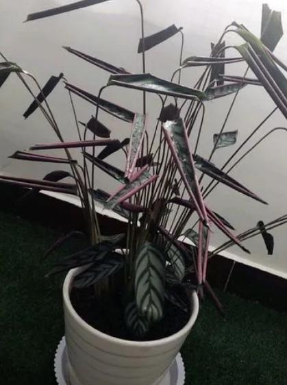 观赏植物黄叶为啥,竹芋绿植叶子焦边怎么办