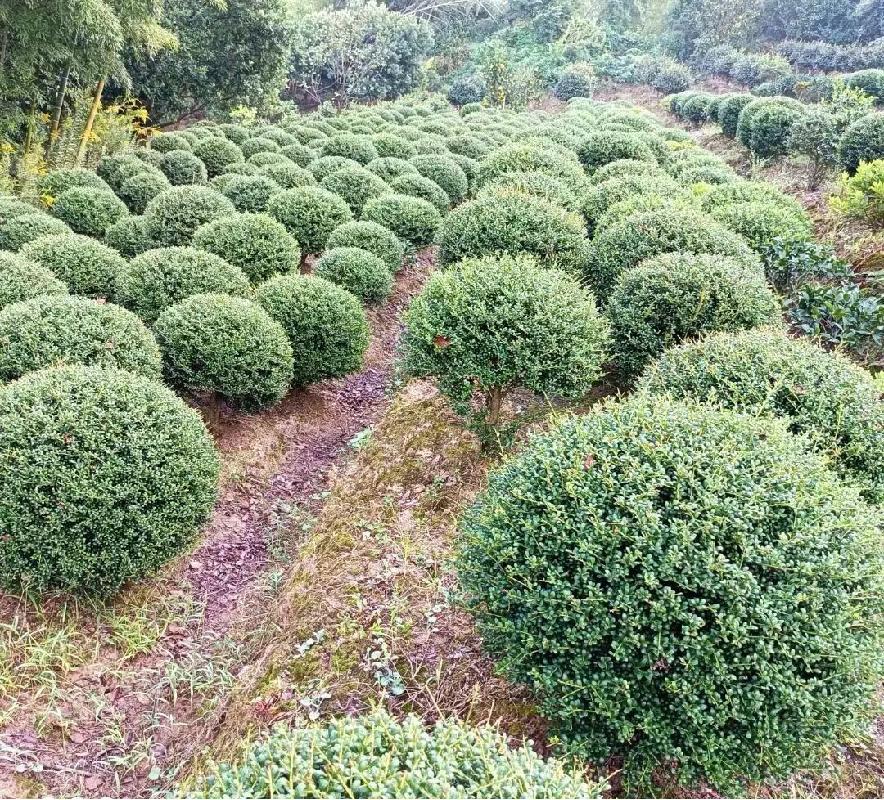 那些被我们忽略的风景,球球景观