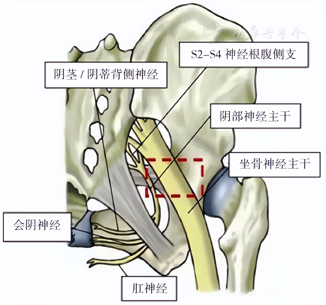 姿势解密技术治疗持续性生殖器官兴奋紊乱/生殖器官-骨盆感觉障碍综合征一例并文献复习