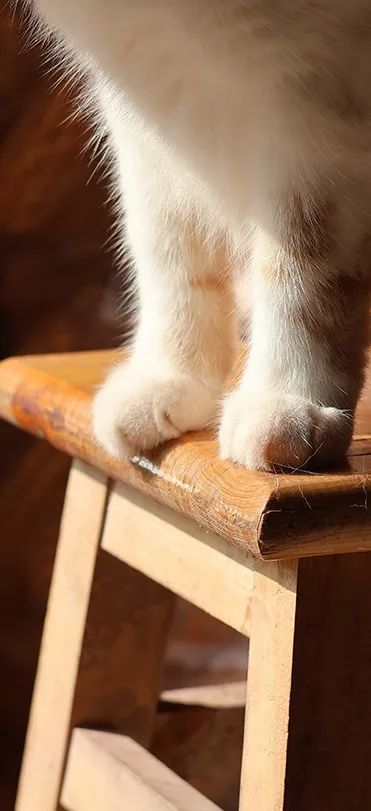 猫都撸撸撸秃了，开宠物店赚钱吗？调研了200家店的业内人这样说