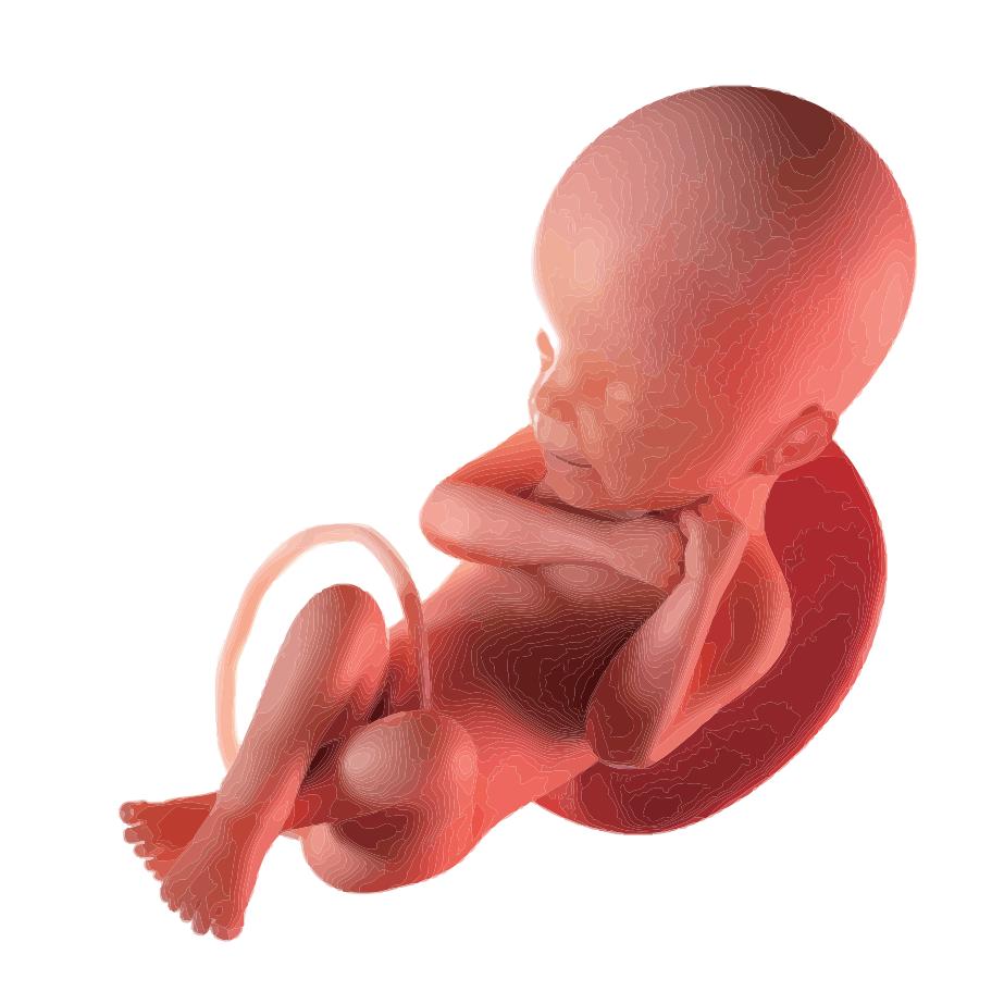 孕妈安全手册在哪领取,孕妈健康手册在哪办理