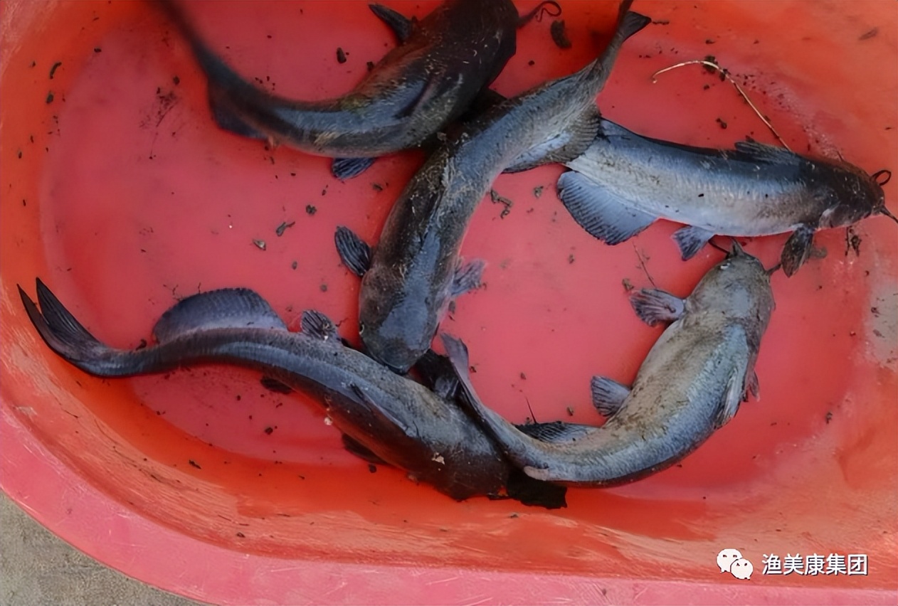 叉尾鮰鱼养殖出现的问题,叉尾鮰养殖成本与前景