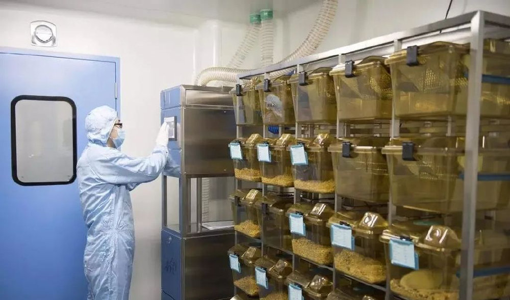 spf实验动物中心优势,spf实验小鼠