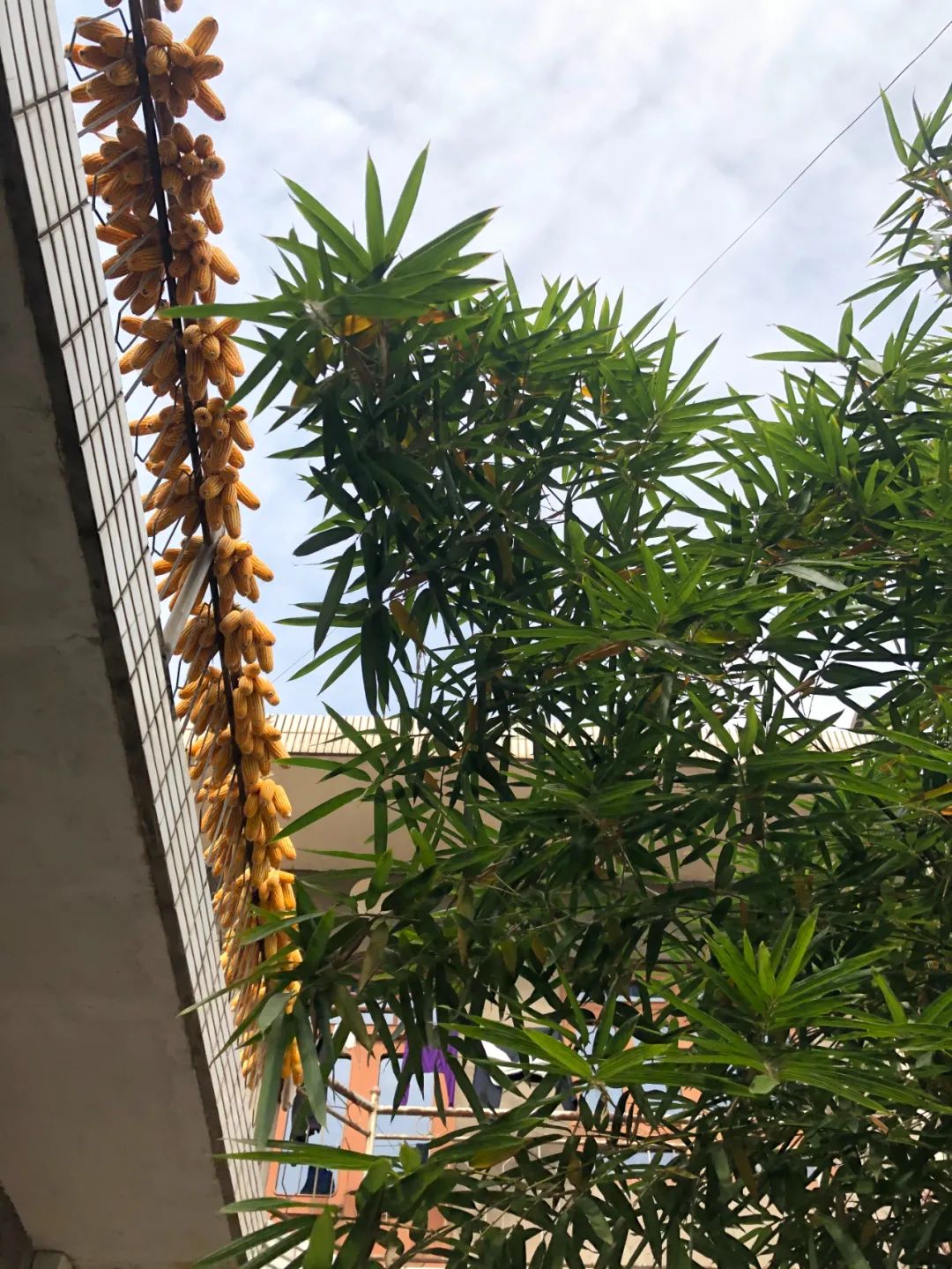 平原上的娜拉小说在哪里可以看,平原上的娜拉是什么意思