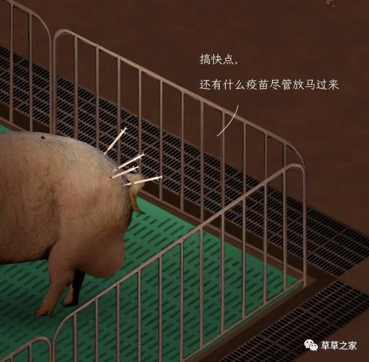 自强不息的一生，*猪种**的一生，生下来就被注定，看后你会感同身受