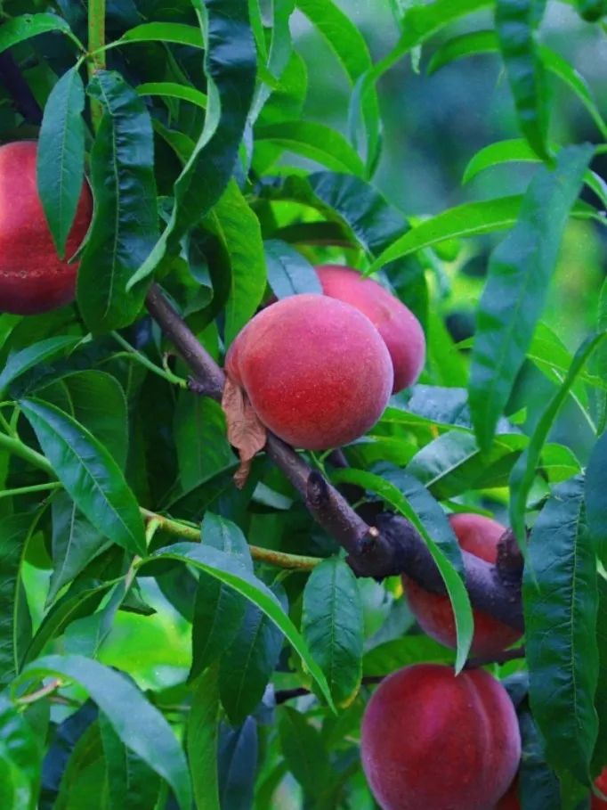 “min”甜爆汁！西瓜、蓝莓、桃子......彭州今夏水果新鲜开摘喽