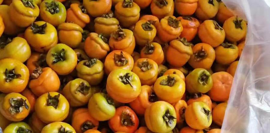 刚采摘的柿子怎么去除苦涩,柿子去涩最简单的方法视频