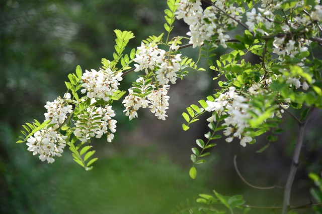 乡土散文:村庄的树