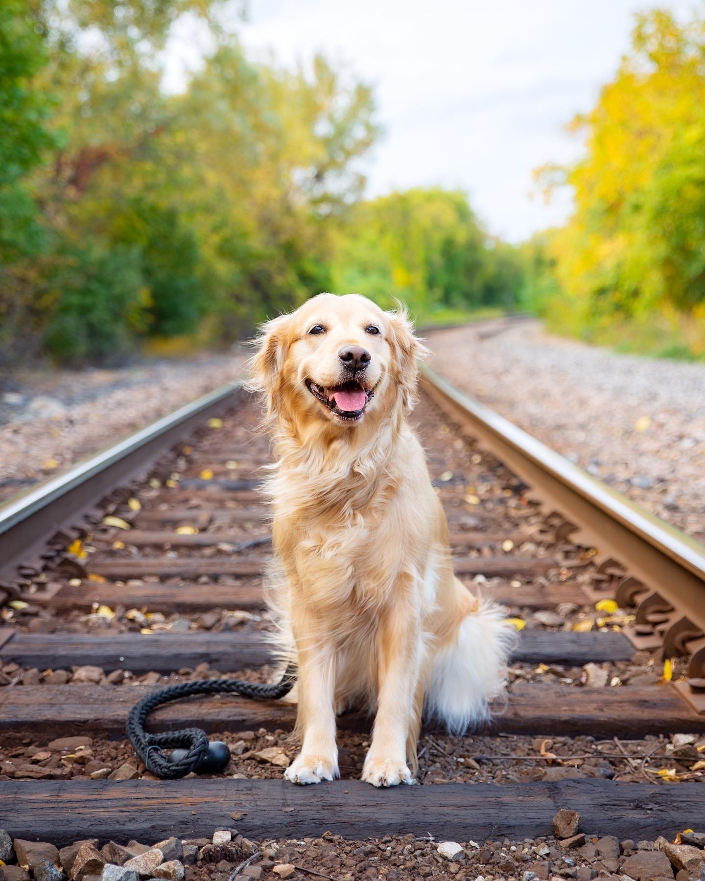 养宠新手适合养什么宠物狗,适合懒人养的狗狗宠物有哪些