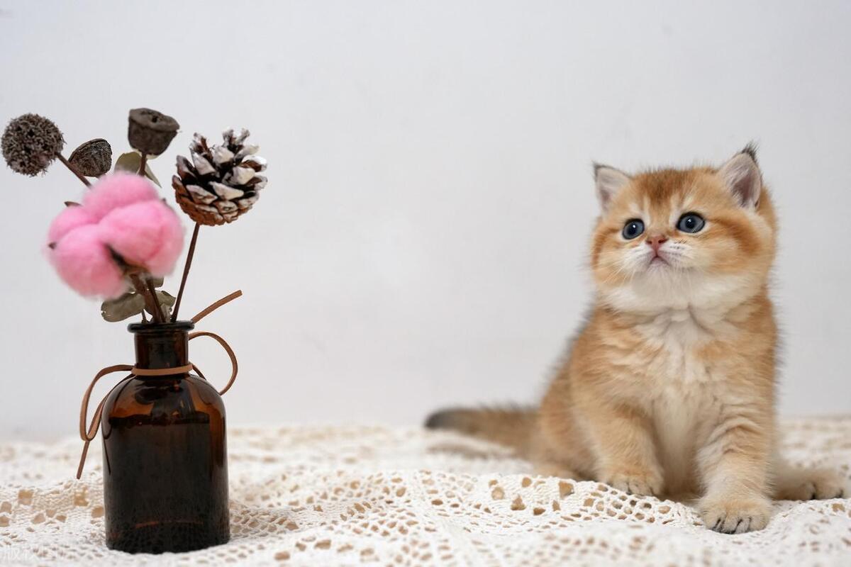 杀蚊虫喷雾剂对猫有危害吗,杀蚊子会有罪孽吗