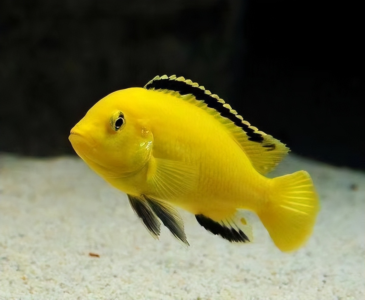 精心挑选6种最容易饲养的观赏鱼,新手饲养观赏鱼有哪些推荐