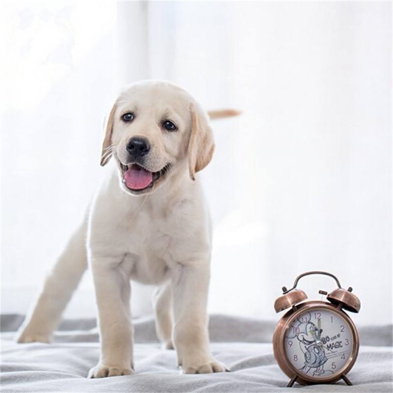 拉布拉多什么颜色帅气又好看,拉布拉多各个颜色的颜值对比