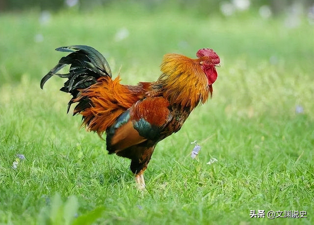 广东老太在山上抱回一只野猫,广东老太捡到一只猫仔