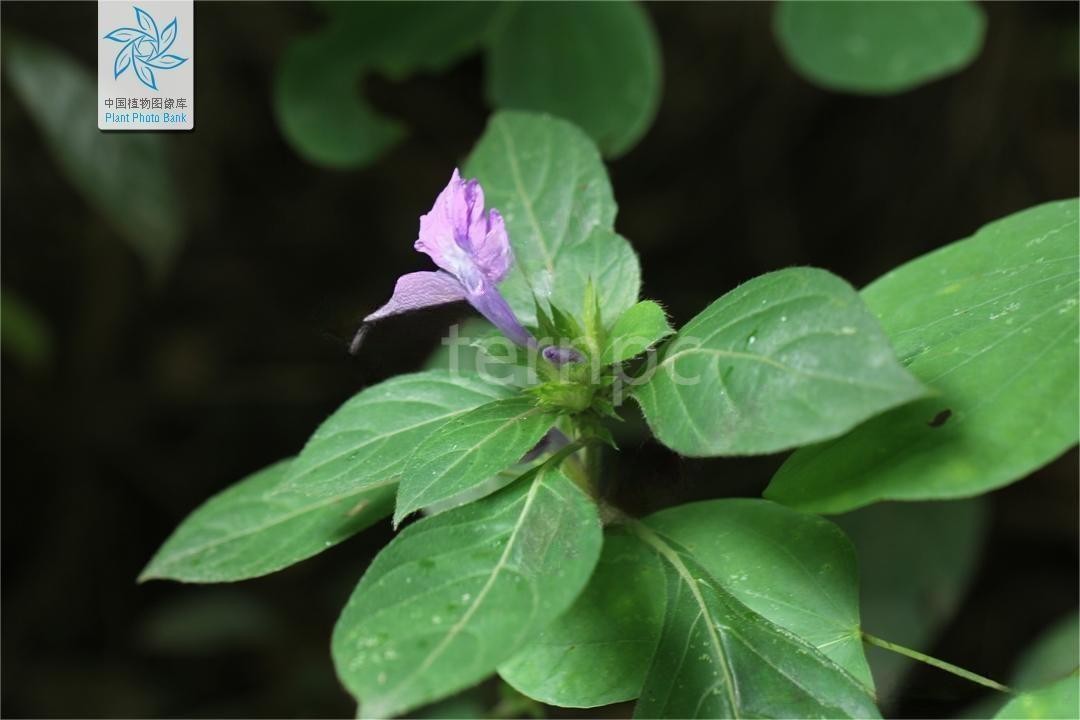 假杜鹃养护,假杜鹃图片