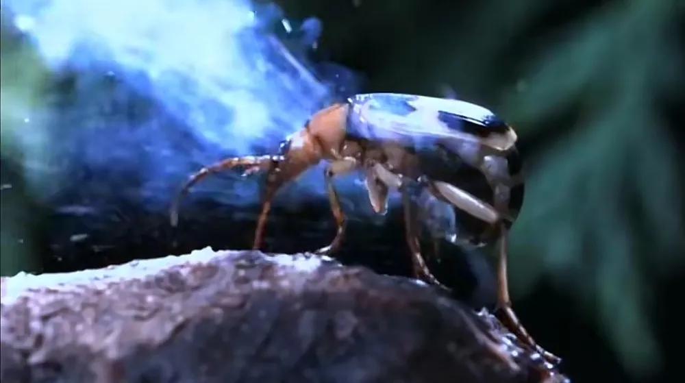 家里经常出现的小虫子有哪些,最近家里总是出现那种小虫子