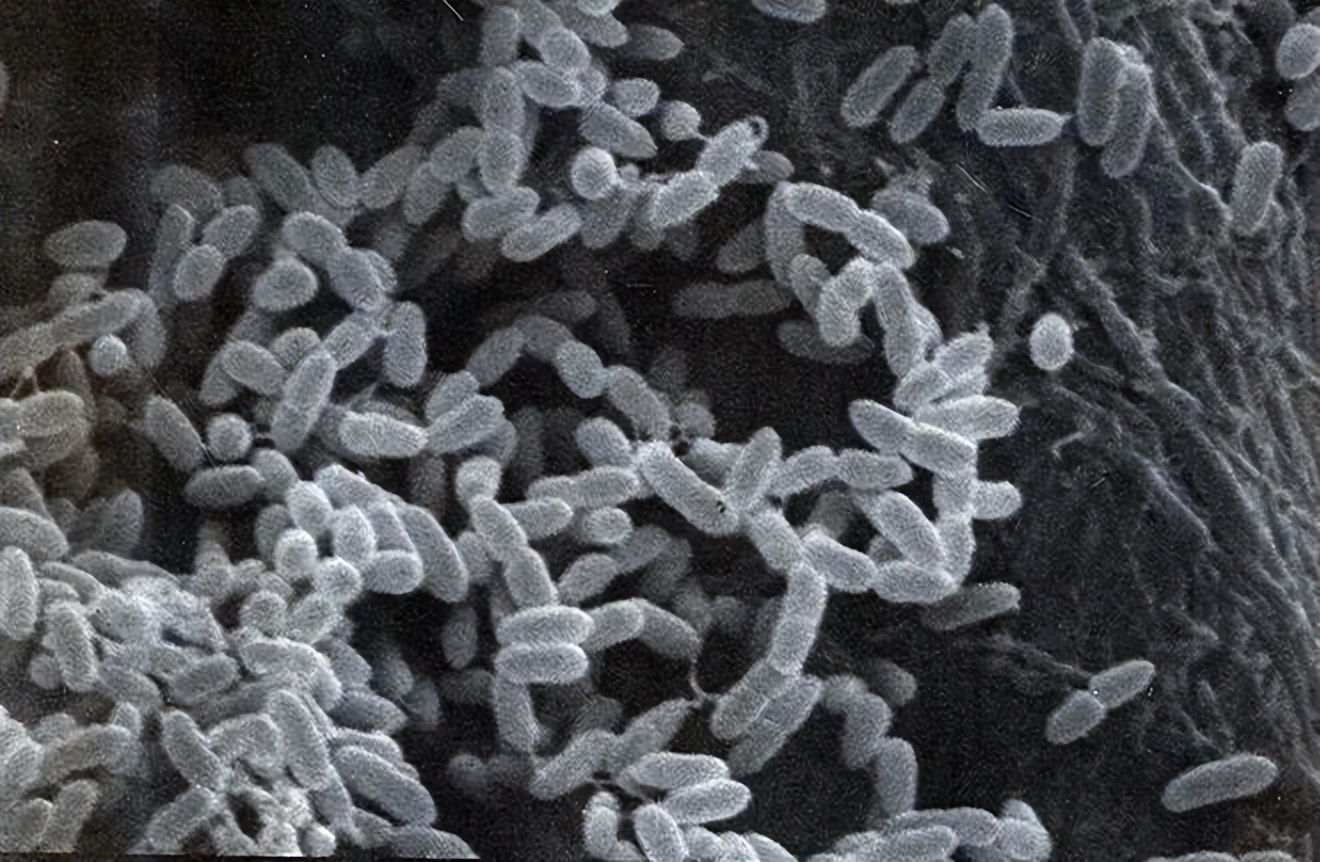 一毒未消，一毒又起！病毒前赴后继，病毒时代如何将息