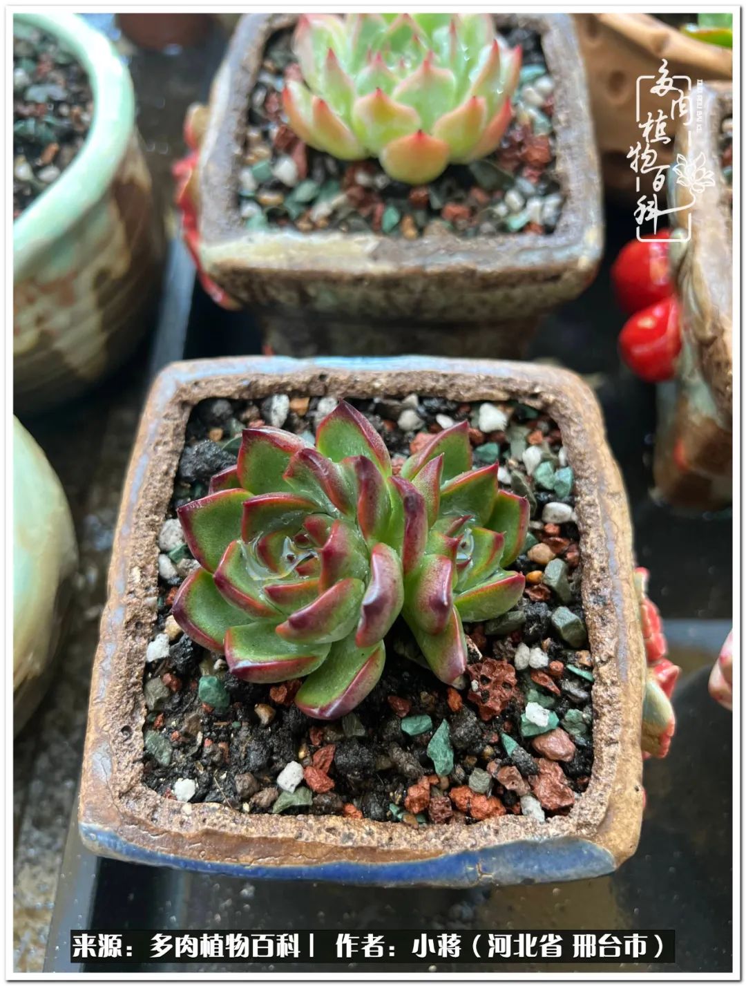 我与多肉植物之间的故事,我和多肉十二卷的故事100字