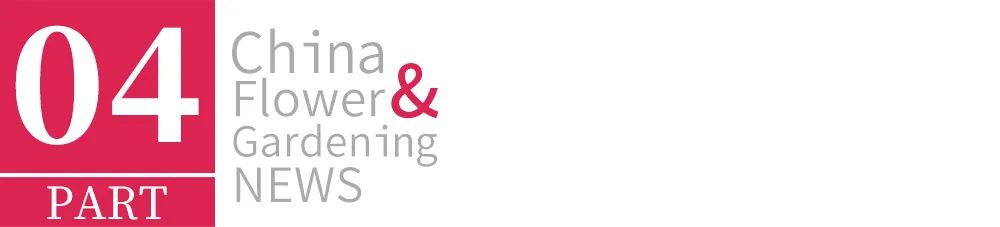 办公室花卉大气上档次,高端大气上档次花卉康乃馨