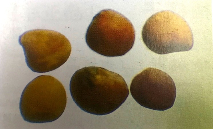 《药你明白》专栏:每天学一味中药:菟丝子