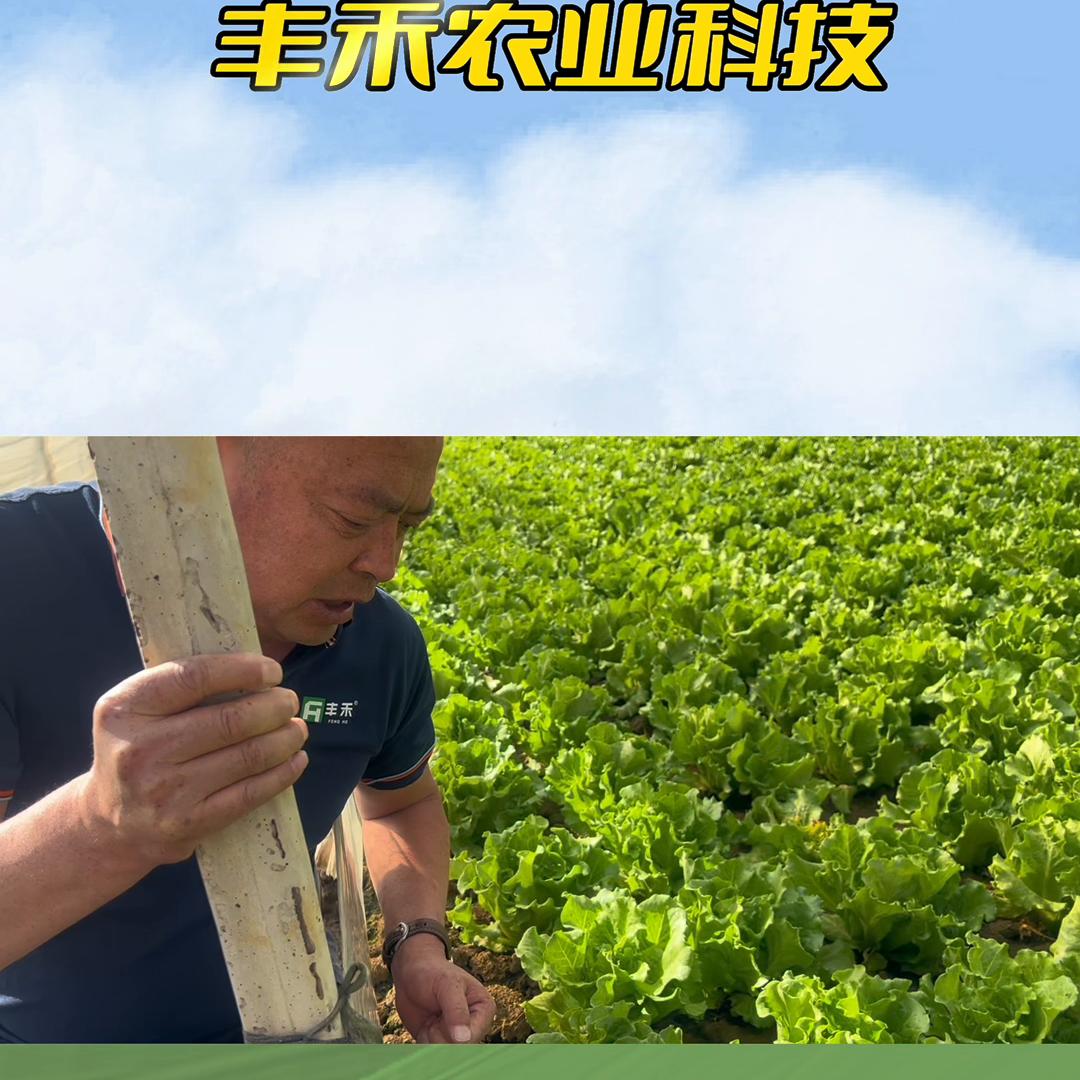 多学习，少走弯路莴苣类虫害组合，视频有点长耐心观看...