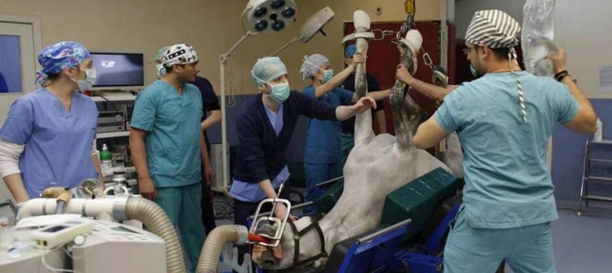 为何马只要断了一条腿，就很难活下来？人类可不可以给马装假肢？