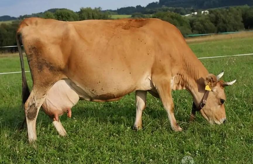 健荷分享|妙用大蒜，放入母牛阴道，轻松解决产道炎症