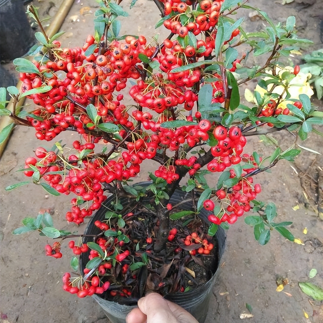 火棘红艳艳,小丑火棘盆景养殖方法和注意事项