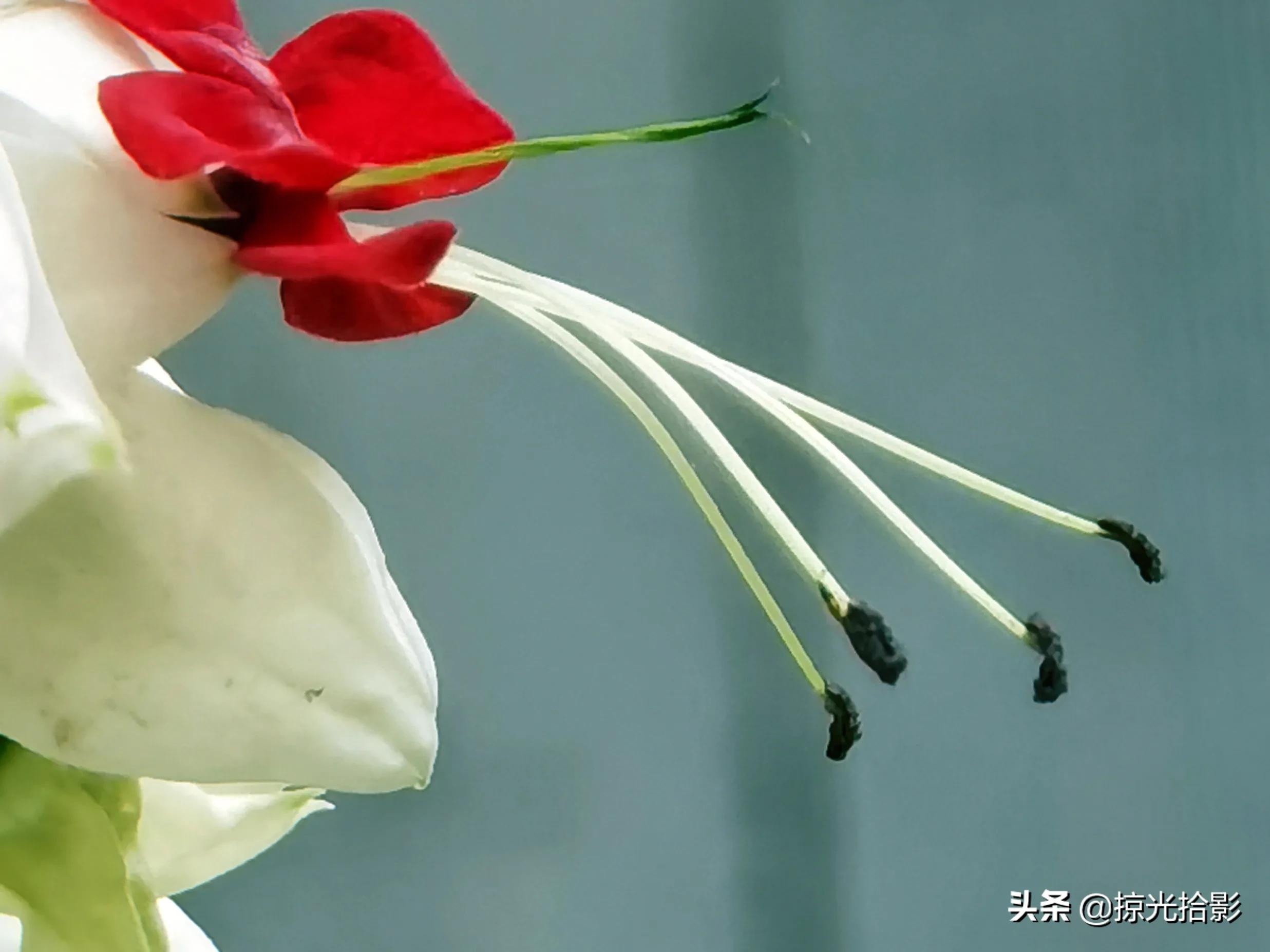 手机摄影专业模式讲解,苹果手机怎么调专业摄影模式