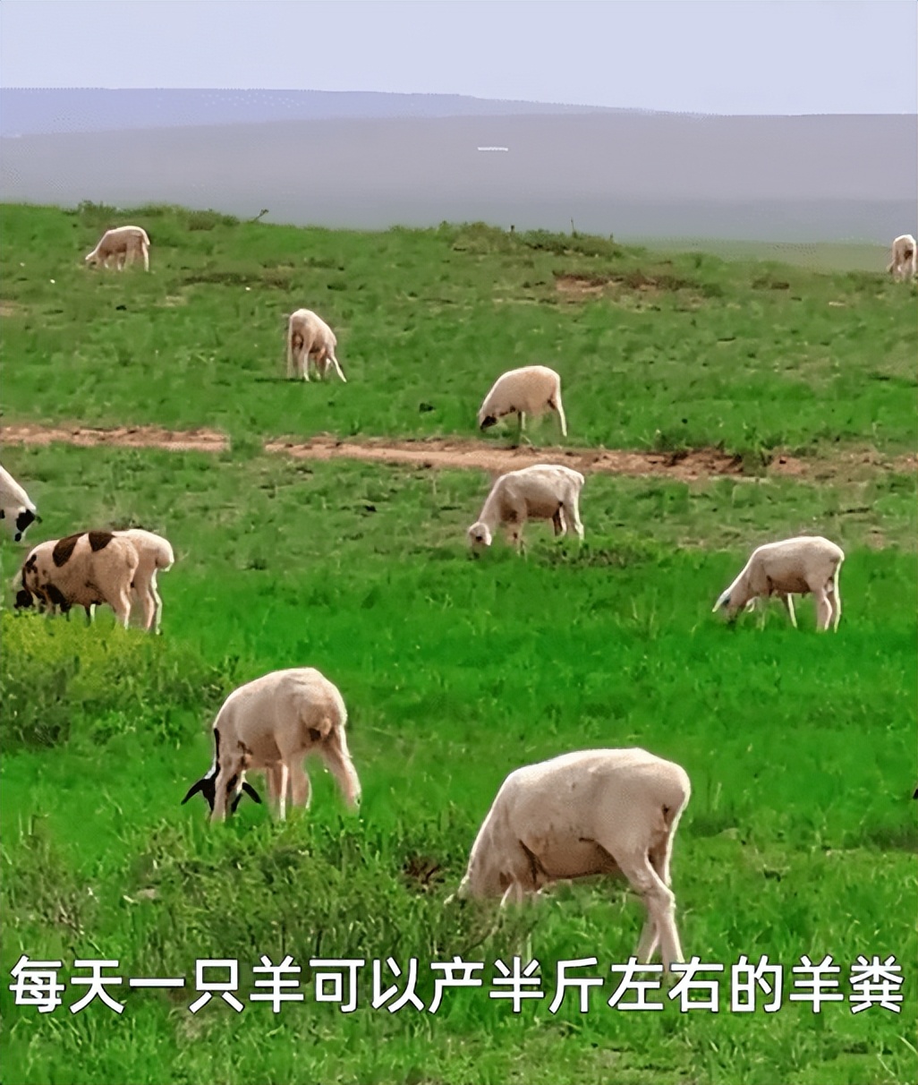 程序员卖羊粪月售300吨,90后程序员回乡直播卖粪