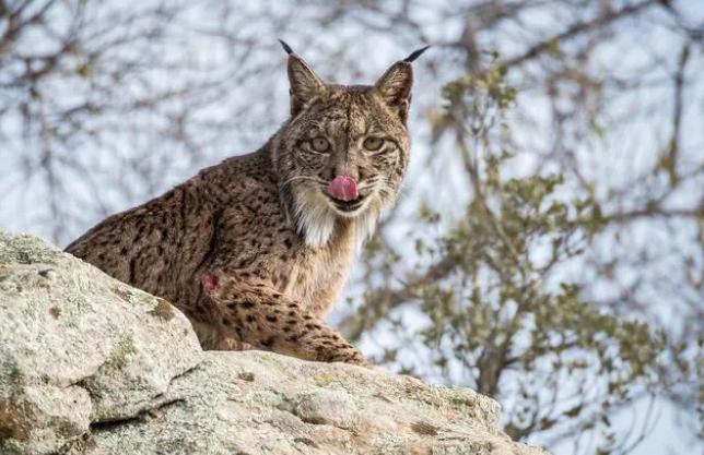 狸花小猫咪可爱视频,狸花短腿小猫咪可爱又萌的视频