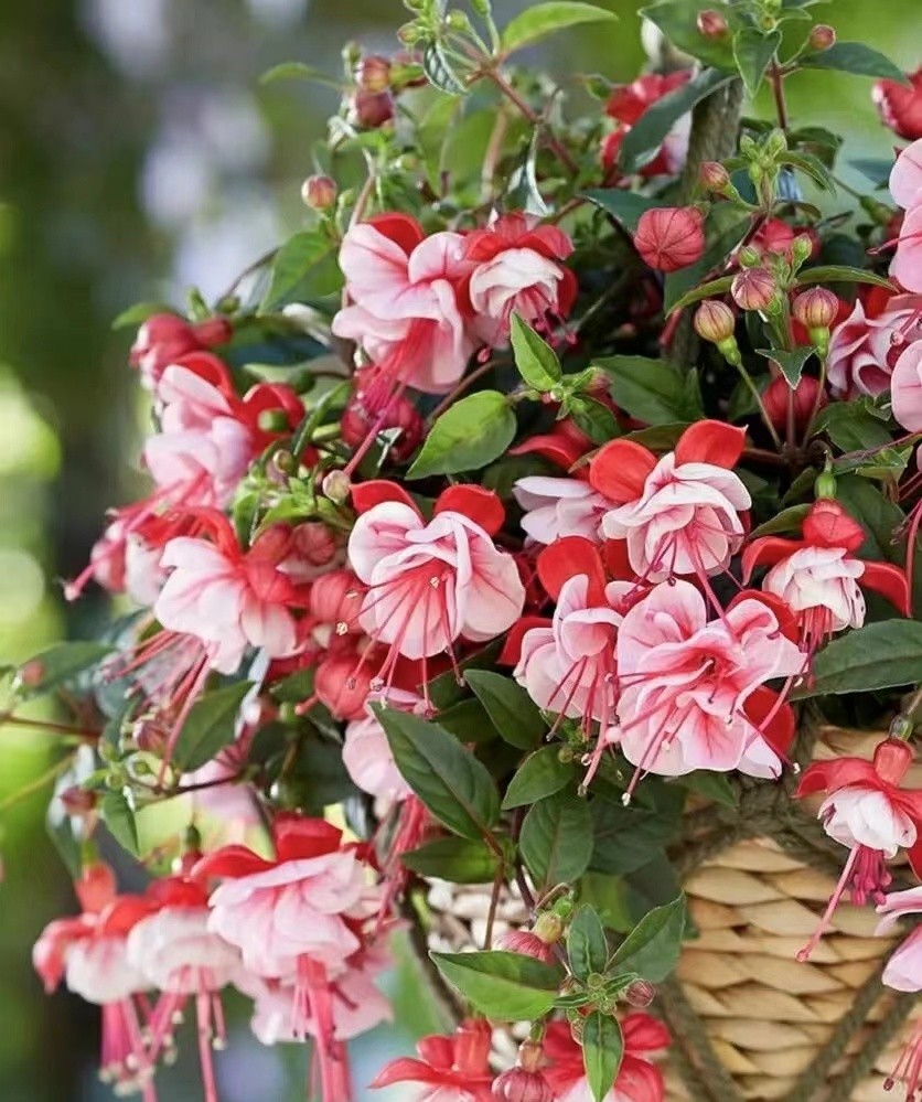 彩云悬挂天穹，鲜花似灯笼，浅析倒挂*钟金**培植和病虫害防治