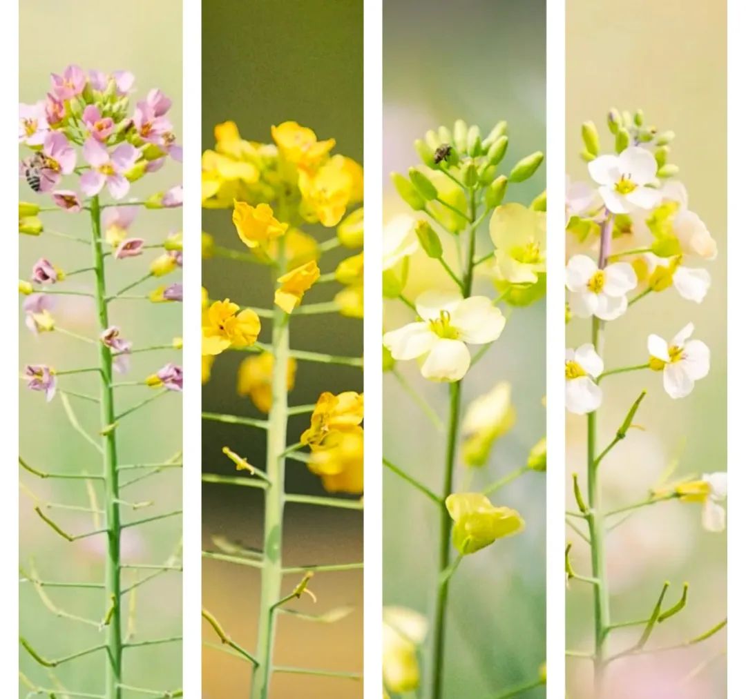 呈贡旅游攻略,2018中国旅游日昆明