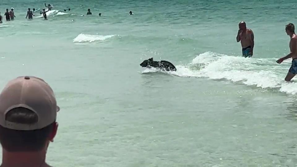 当你在海里游泳时看见鲸鱼,当你在大海里游泳时